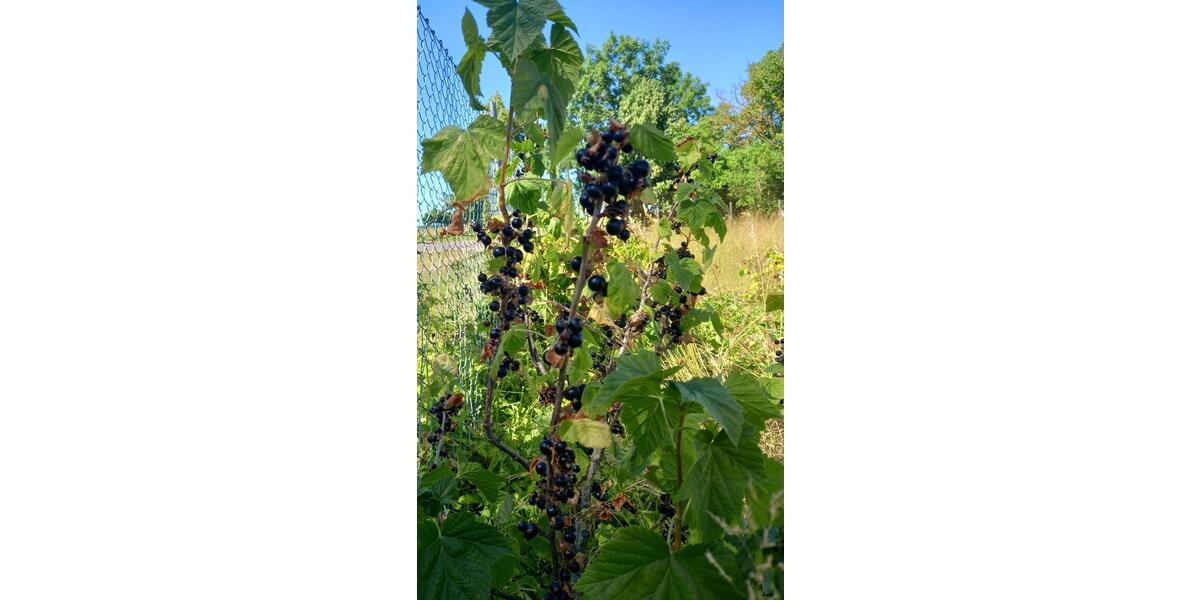 Grundstück Blankenhain - 7.950&euro; | Angebot:20269682