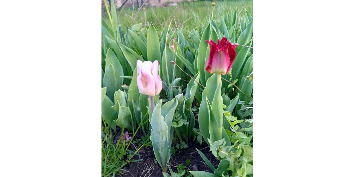 Grundstück Blankenhain - 6.200&euro; | Angebot:20269682