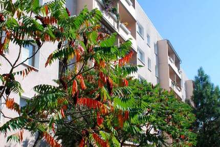 Wohnung Jena / Lobeda Lobeda - 1.5 Zimmer, 32 m&sup2;, 92.000&euro; | Angebot:26176782