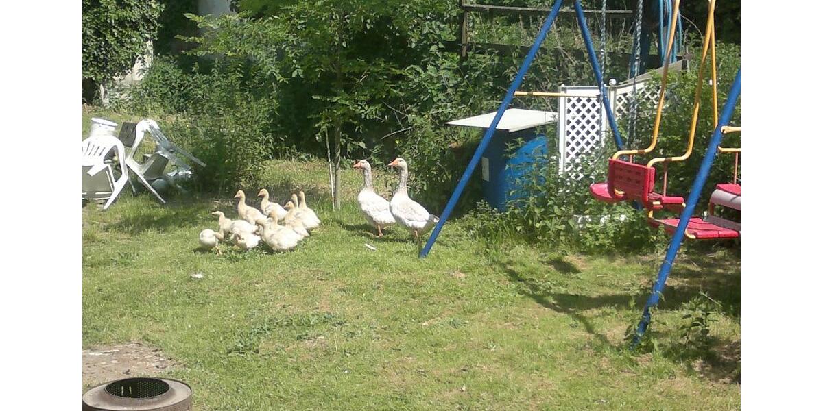 Bauernhaus, Landhaus Buttstädt - 14 Zimmer, 230 m&sup2;, 78.500&euro; | Angebot:23794271