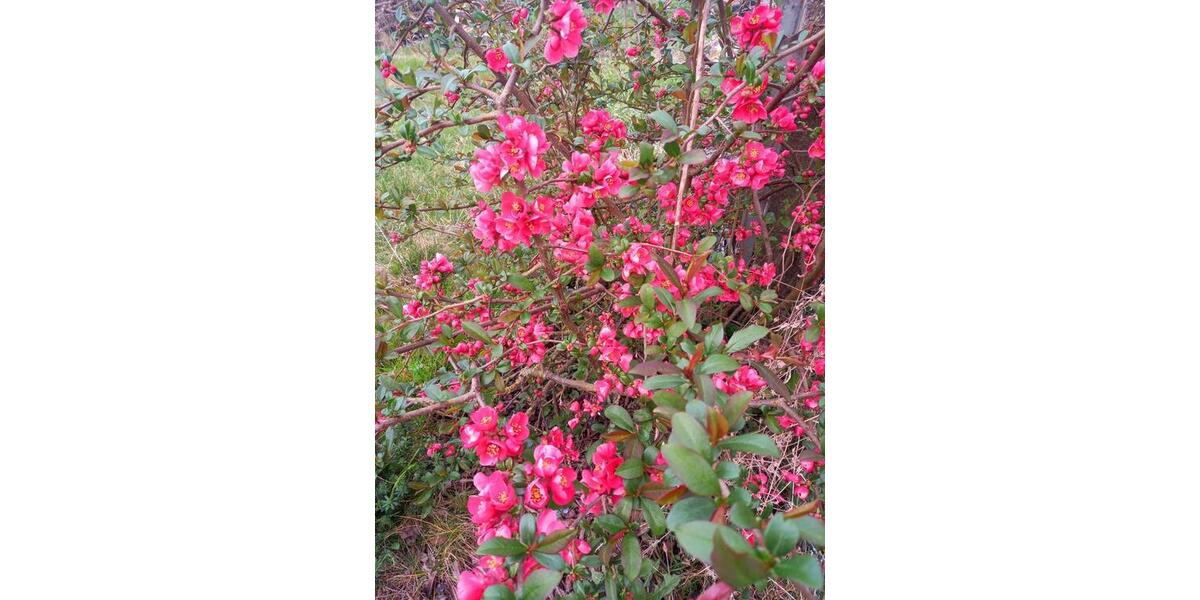 Grundstück Blankenhain - 7.950&euro; | Angebot:20269682