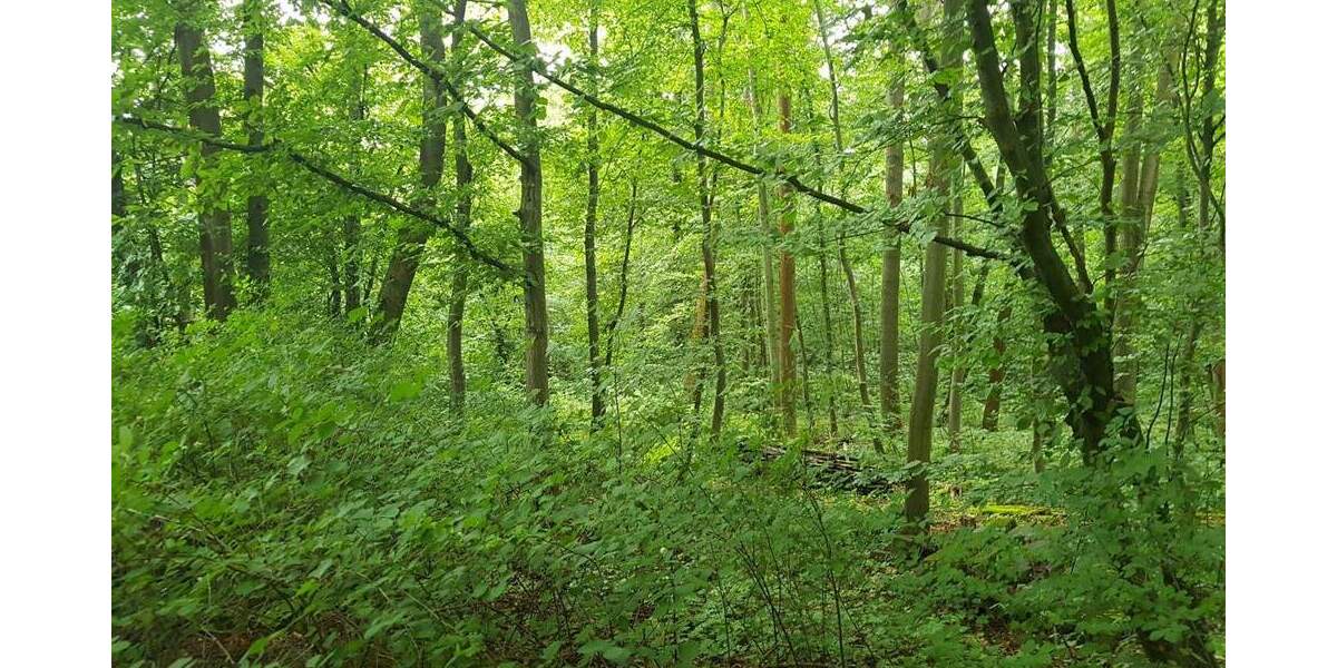 Grundstück Erfurt Löbervorstadt - 50.000&euro; | Angebot:25667700