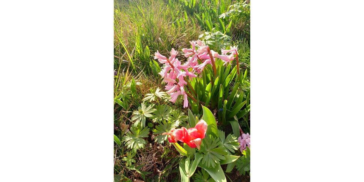 Grundstück Blankenhain - 7.950&euro; | Angebot:20269682