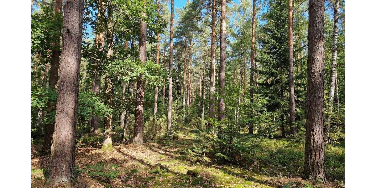 Grundstück Ziegenhain Ziegenhain - 6.400&euro; | Angebot:25772033