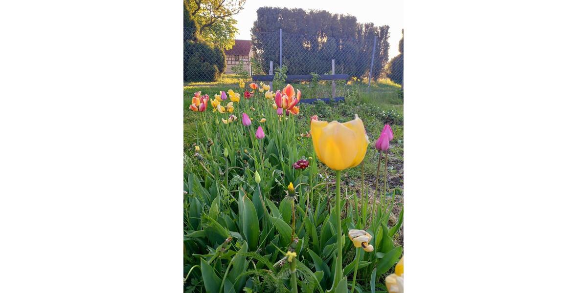Grundstück Blankenhain - 6.200&euro; | Angebot:20269682