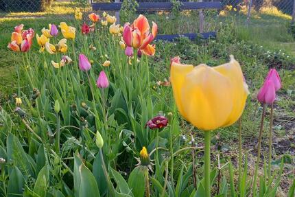 Grundstück Blankenhain - 7.950&euro; | Angebot:20269682