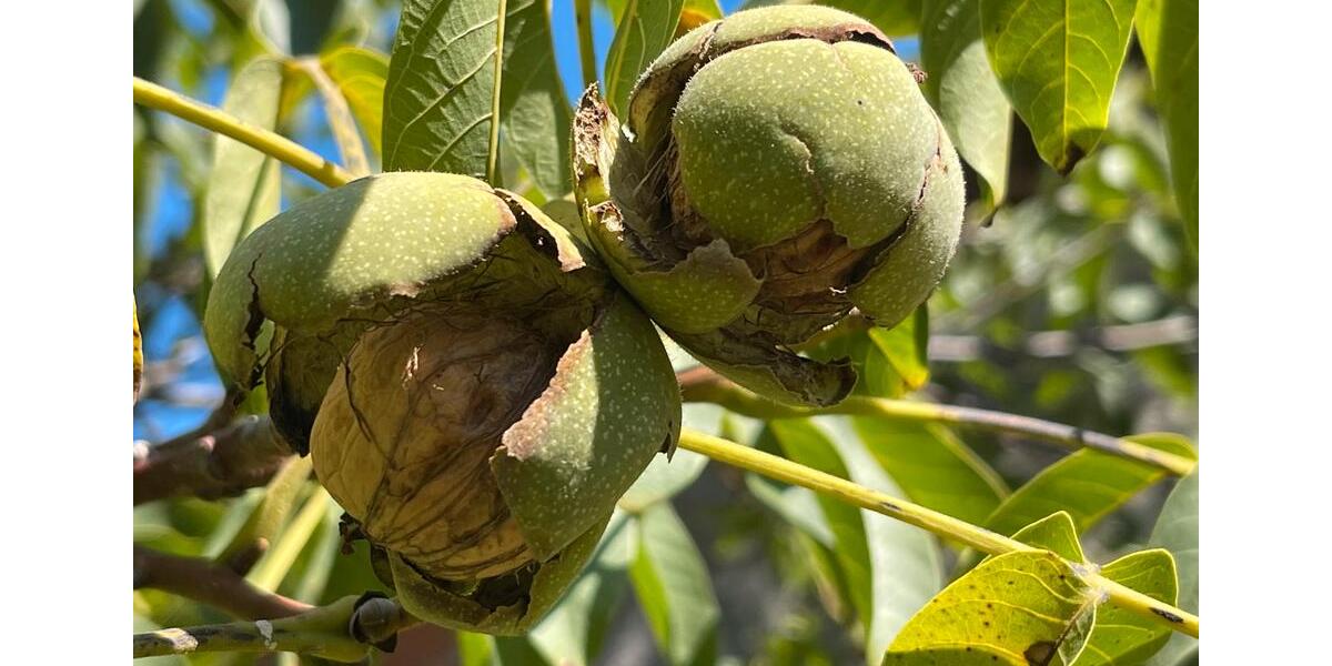 Mehrfamilienhaus, Wohnhaus Erfurt Kühnhausen - 330.000&euro; | Angebot:16740924